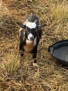 Nigerian dwarf goat Doelings x4 - Photo 3