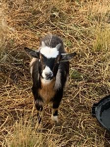Nigerian dwarf goat Doelings x4 - Photo 4