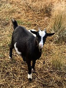 Nigerian dwarf goat Doelings x4 - Photo 5