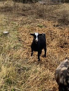 Nigerian dwarf goat Doelings x4 - Photo 6