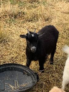 Nigerian dwarf goat Doelings x4 - Photo 7