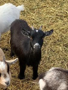 Nigerian dwarf goat Doelings x4 - Photo 8