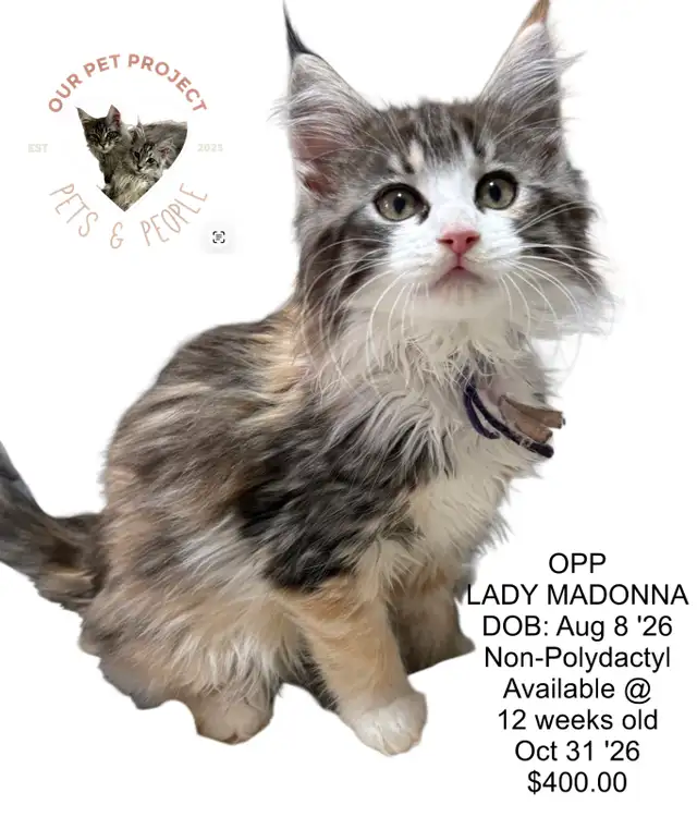 OUR PET PROJECT Hypoallergenic Kittens, Maine Coon X