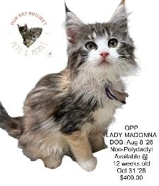 OUR PET PROJECT Hypoallergenic Kittens, Maine Coon X