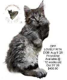 OUR PET PROJECT Hypoallergenic Kittens, Maine Coon X - Photo 2
