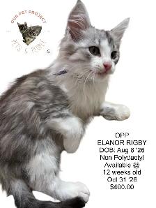 OUR PET PROJECT Hypoallergenic Kittens, Maine Coon X - Photo 3