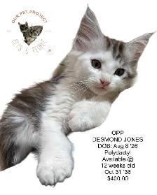 OUR PET PROJECT Hypoallergenic Kittens, Maine Coon X - Photo 4
