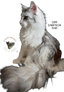 OUR PET PROJECT Hypoallergenic Kittens, Maine Coon X - Photo 5