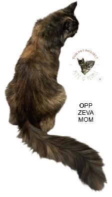 OUR PET PROJECT Hypoallergenic Kittens, Maine Coon X - Photo 6