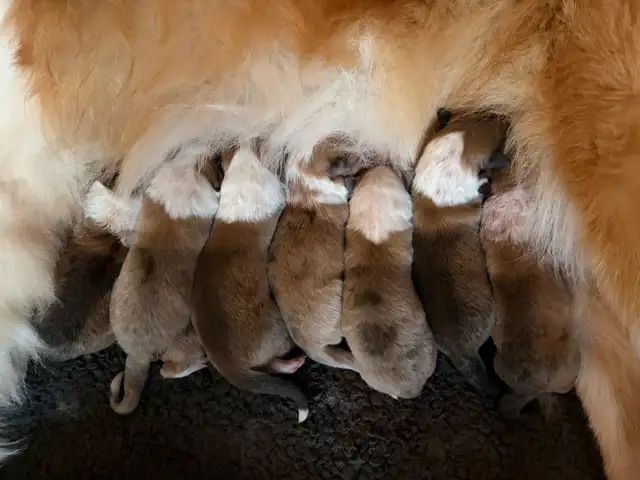 Rough Collie Puppies