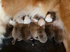 Rough Collie Puppies