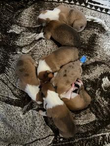 Rough Collie Puppies - Photo 2