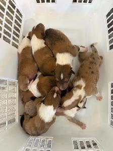 Rough Collie Puppies - Photo 3
