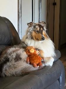 Rough Collie Puppies - Photo 4