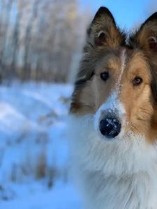 Rough Collie Puppies - Photo 5