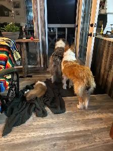 Rough Collie Puppies - Photo 6