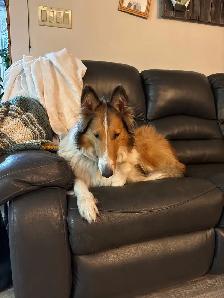 Rough Collie Puppies - Photo 7