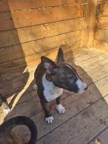 bullterrier