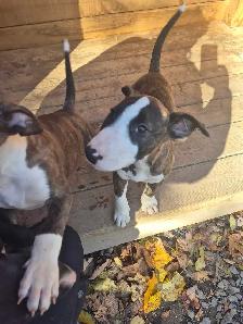 bullterrier - Photo 2