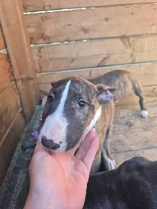 bullterrier - Photo 3