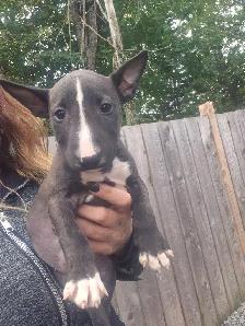 bullterrier - Photo 5