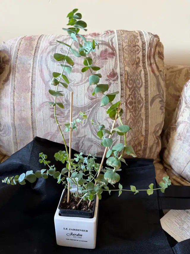 Beautiful baby blue eucalyptus with pot