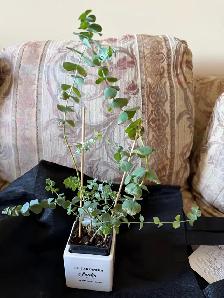 Beautiful baby blue eucalyptus with pot