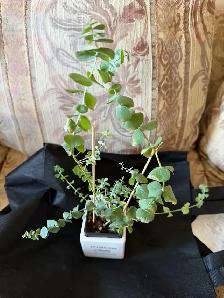 Beautiful baby blue eucalyptus with pot - Photo 2