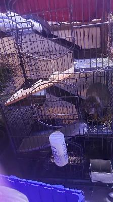 Small Animal Cage