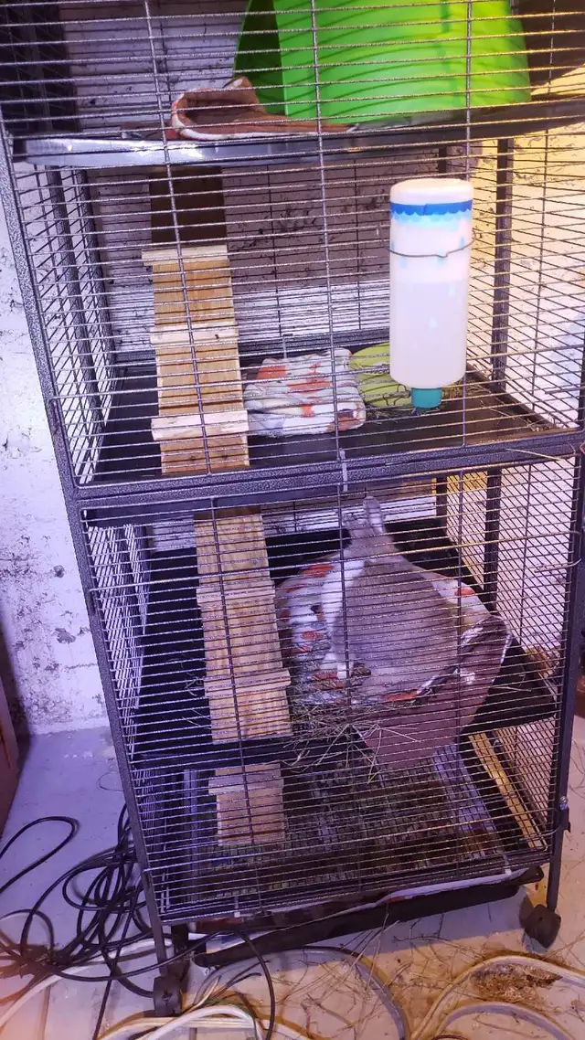 Rabbits for rehoming