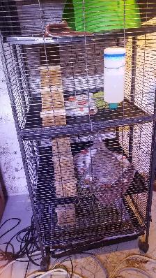 Rabbits for rehoming