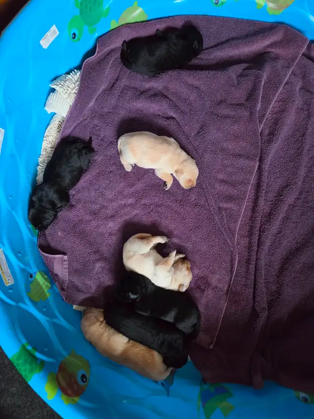 Labrador Retriever Puppies - Yellow and Black