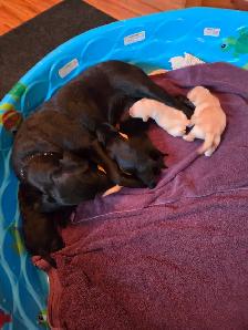 Labrador Retriever Puppies - Yellow and Black - Photo 2