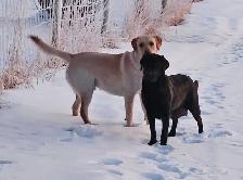 Labrador Retriever Puppies - Yellow and Black - Photo 3