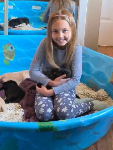 Labrador Retriever Puppies - Yellow and Black - Photo 5
