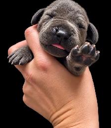 Great Dane puppies