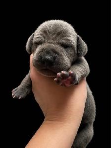 Great Dane puppies - Photo 8