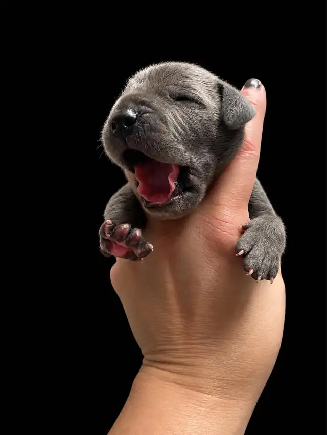 CKC Great Dane puppies