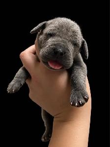 CKC Great Dane puppies - Photo 4