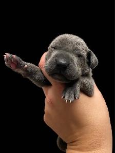 CKC Great Dane puppies - Photo 5