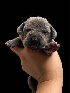 CKC Great Dane puppies - Photo 8
