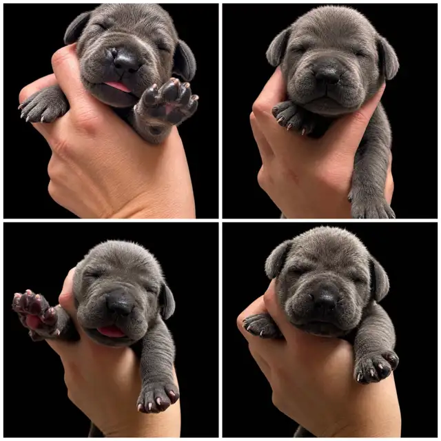 Purebred Great Dane blue puppies