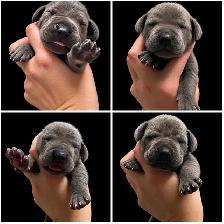 Purebred Great Dane blue puppies