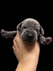 Purebred Great Dane blue puppies - Photo 2