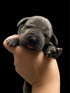 Purebred Great Dane blue puppies - Photo 5