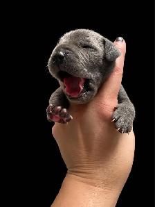 Purebred Great Dane blue puppies - Photo 6