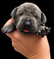 Purebred Great Dane blue puppies - Photo 8