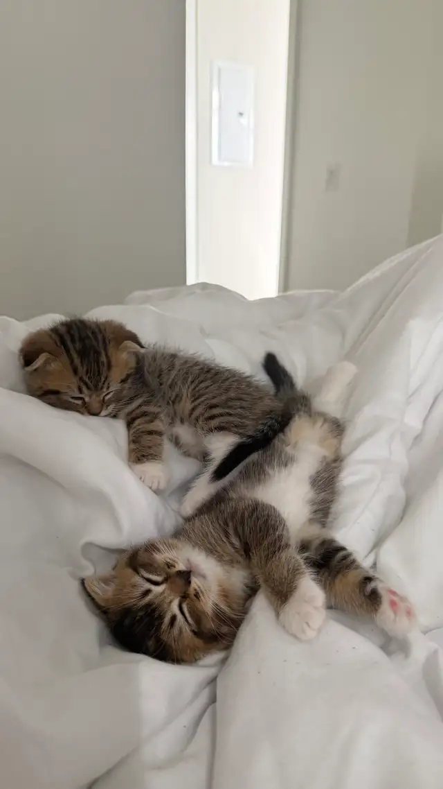 Scottish Fold x Ragdoll Mix kittens