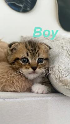 Scottish Fold x Ragdoll Mix kittens - Photo 2