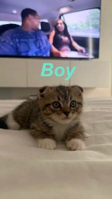 Scottish Fold x Ragdoll Mix kittens - Photo 3